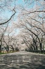 糖心app免费下载ios-轻松获取，畅享体验糖心App免费版iOS下载指南